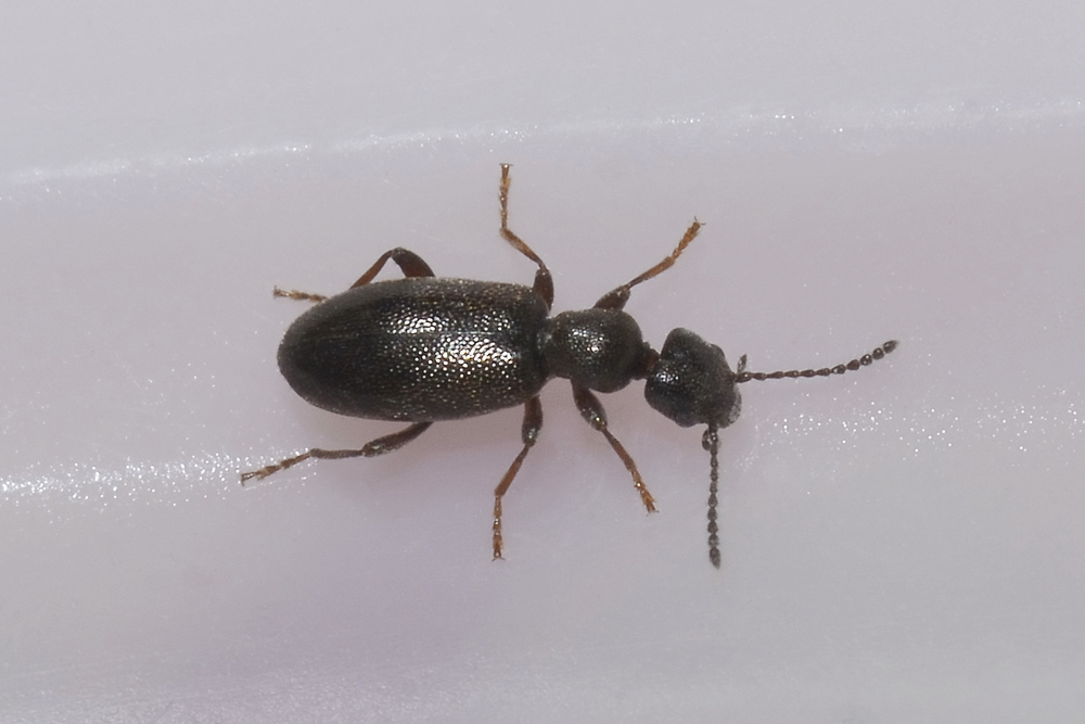 Anthicus niger?No. Microhoria plumbea plumbea (Anthicidae)